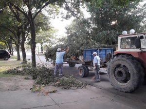 SERVICIOS PÚBLICOS CONTINÚA ABOCADO A LA PODA EN DISTINTOS PUNTOS DE LA CIUDAD.