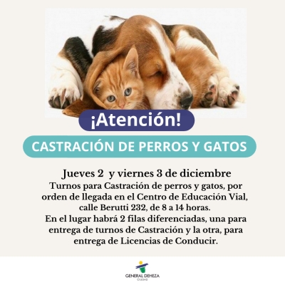 CASTRACIÓN DE PERROS Y GATOS